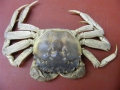 Crustacea (crustaceans)