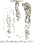 GIF file