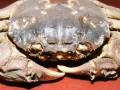 Crustacea (crustaceans)