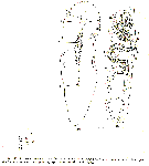 GIF file