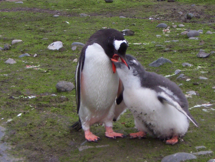 Gentoo feeding Gentoo feeding