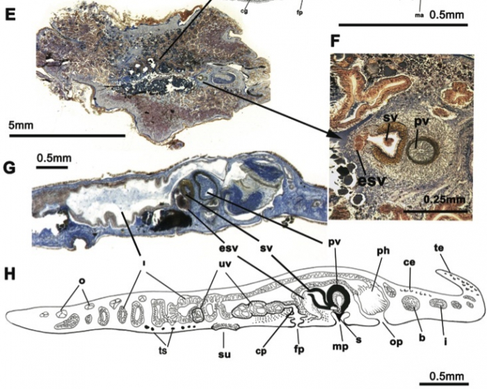 Prostheceraeus moseleyi