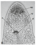 P. cetinae
