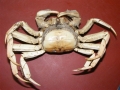 Crustacea (crustaceans)