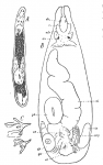 G. krogeni