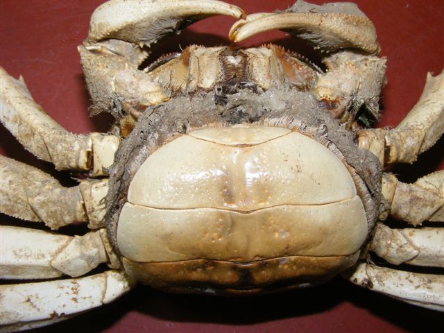 Chinese wolhandkrab