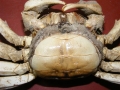 Crustacea (crustaceans)