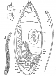 O. lonchiferus