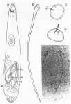 O. lonchiferus