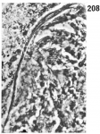 O. lonchiferus