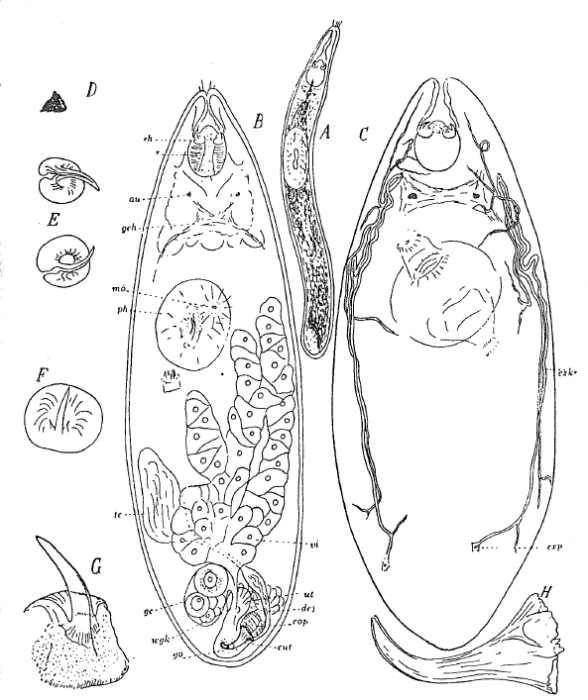P. campylostylus