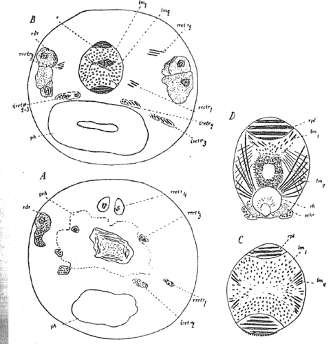 P. campylostylus