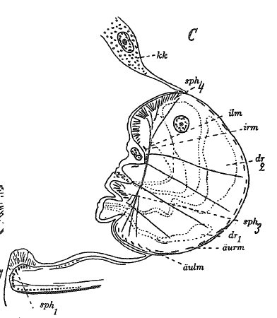 P. campylostylus
