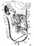 A. ischnurus