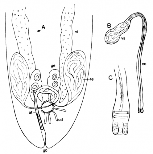 C. paradoxa