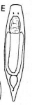 Castrella alba