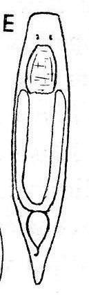 Castrella alba