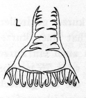 Castrella graffi