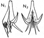 Castrella groenlandica