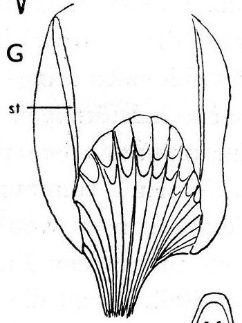 Castrella (Nasonoviella) lutheri