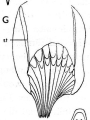 Platyhelminthes (flatworms)