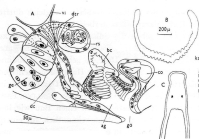 Castrella (Nasonoviella) lutheri