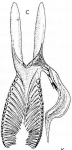 Dalyellia cetica