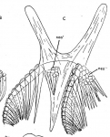 D. penicilla aus Finnland