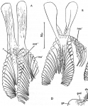 Dalyellia tatrica aus Italien