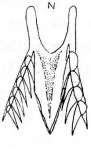 Microdalyellia abursalis