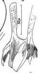 M. arctica ?