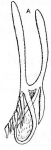 Microdalyellia vinculosa