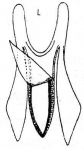 Microdalyellia aspinosa
