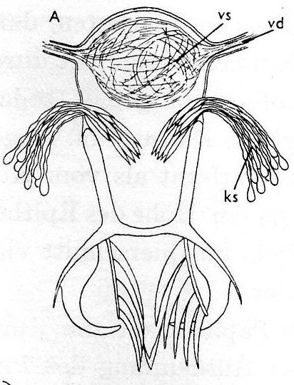 Microdalyellia bicornis