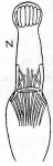 (Microdalyellia ?) biwae
