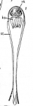 Microdalyellia brevispina marituica