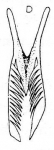 Microdalyellia circulobursalis