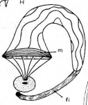 Microdalyellia circulobursalis
