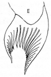 (Gieysztoria?) fulcrifera