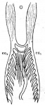 M. mohicana