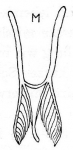 M. pugiofera