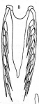 Microdalyellia rheesi(articulara)