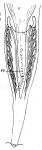 Microdalyellia rheesi