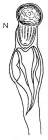 M. rochesteriana