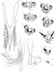 Microdalyellia rossi.