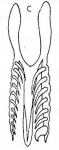 Microdalyellia rossi