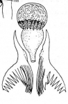 M. variospinosa