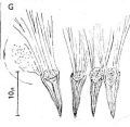 Platyhelminthes (flatworms)