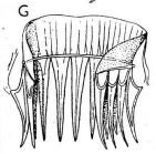 G. bergi