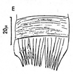 G. expedita, Tvaerminne Braennskaer